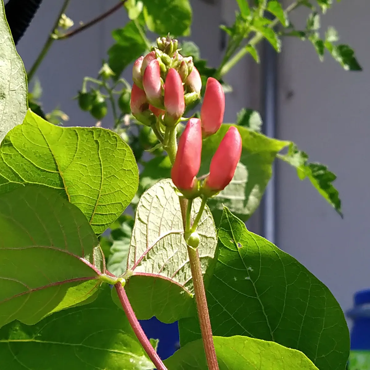 Prunkbohnen 'Hestia' (Phaseolus coccineus) Samen