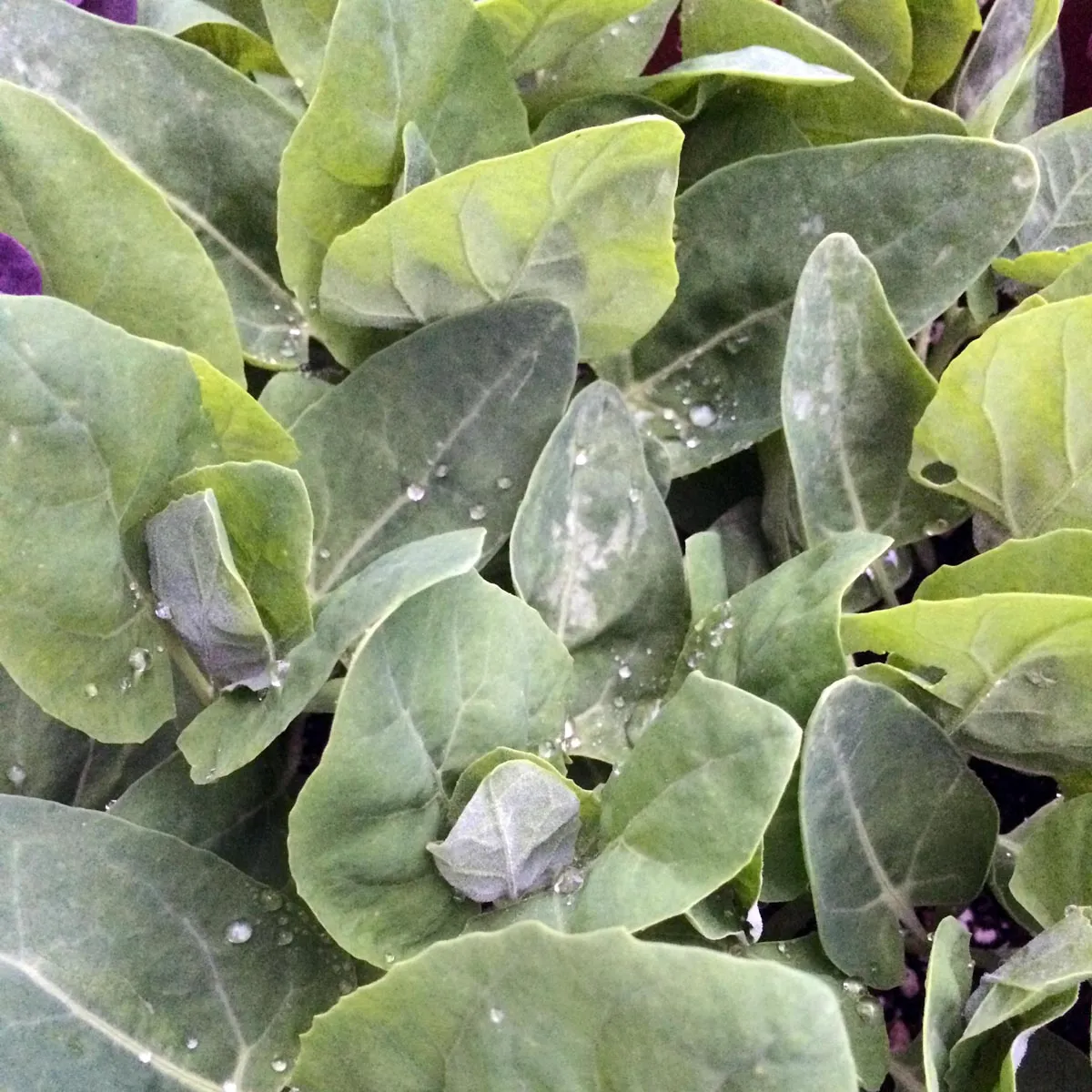 Grüne Gartenmelde (Atriplex hortensis) Samen