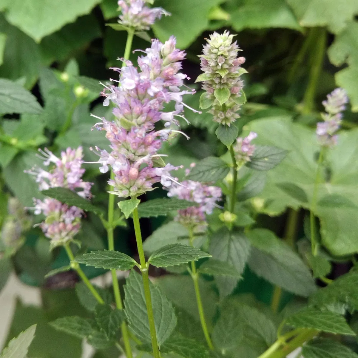 Anisysop / Anis-Duftnessel (Agastache foeniculum) Samen