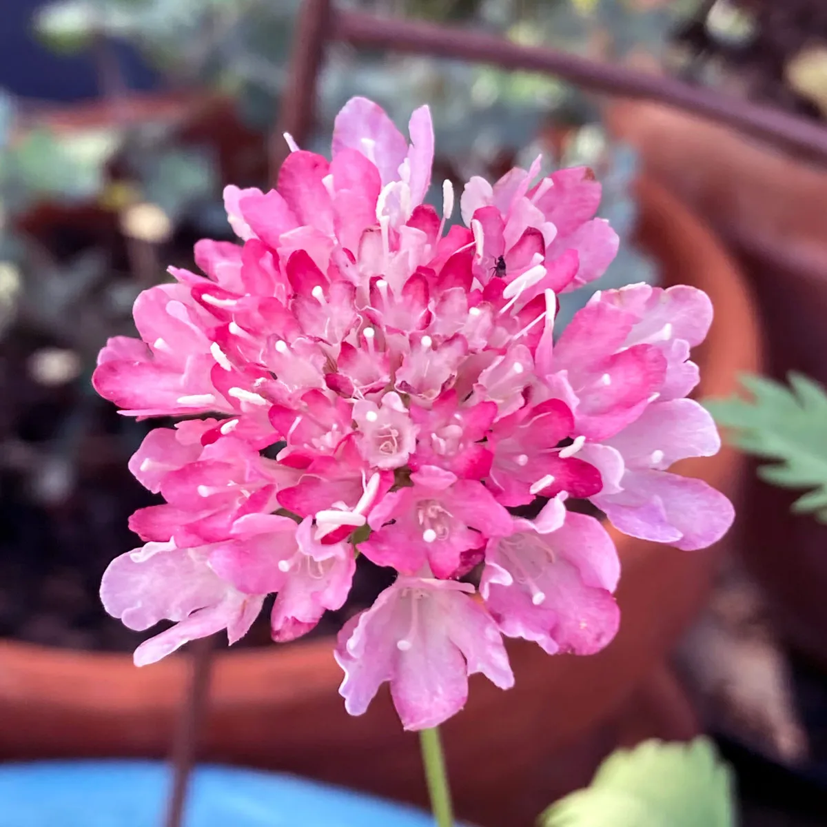 Rosa Samt-Skabiose 'Double Salmon Rose' (Scabiosa atropurpurea) Samen