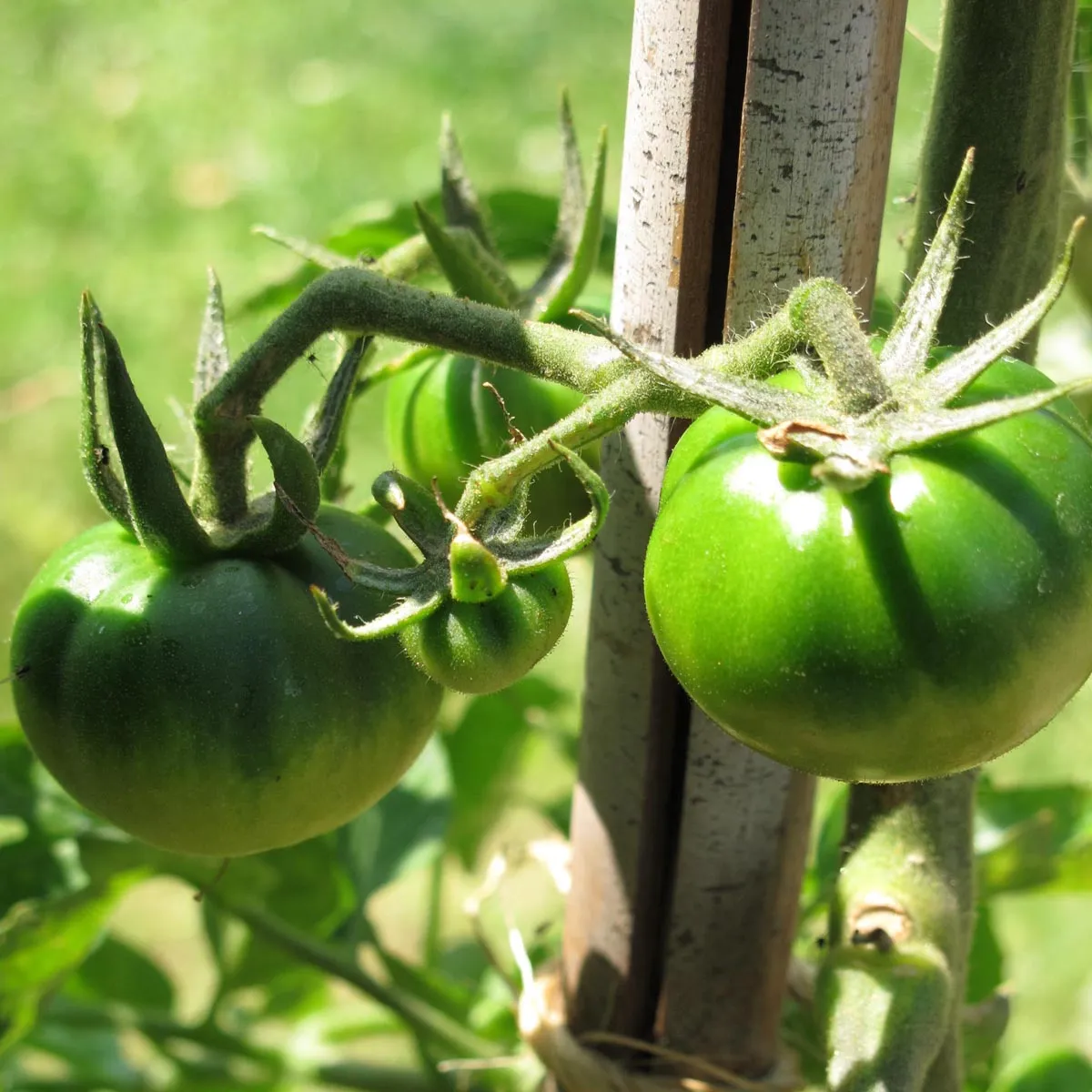 Tomate 'Schwarze Krim' (Solanum lycopersicum) Samen