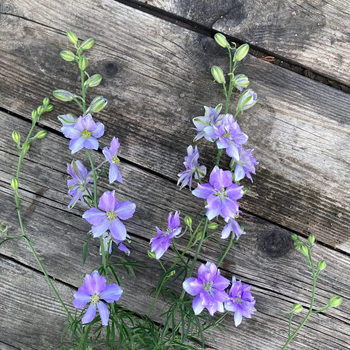 Blauer Feldrittersporn 'Blue Bell' (Consolida ajacis) Samen