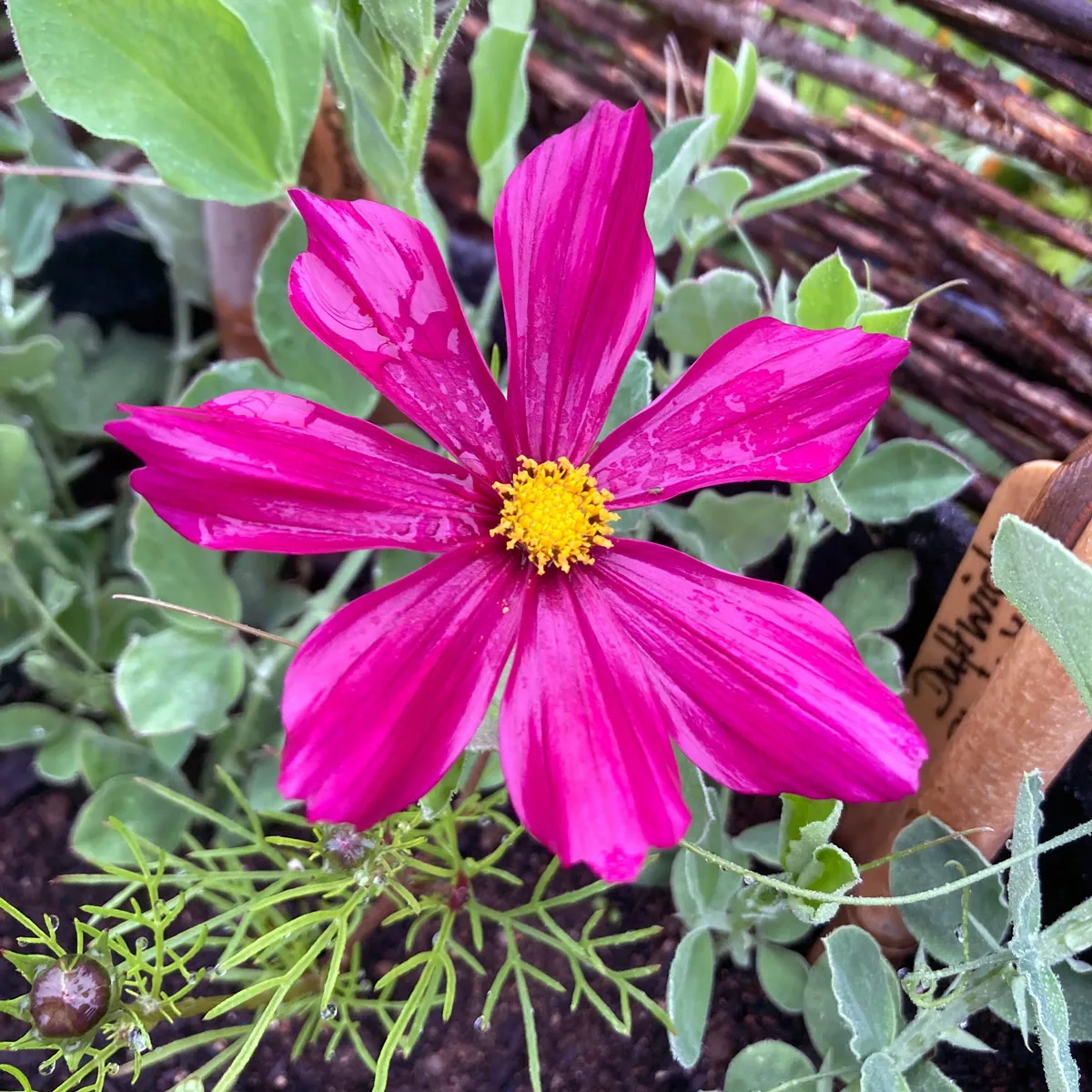 Karmesinrotes Schmuckkörbchen 'Sensation Dazzler' (Cosmos bipinnatus) Samen