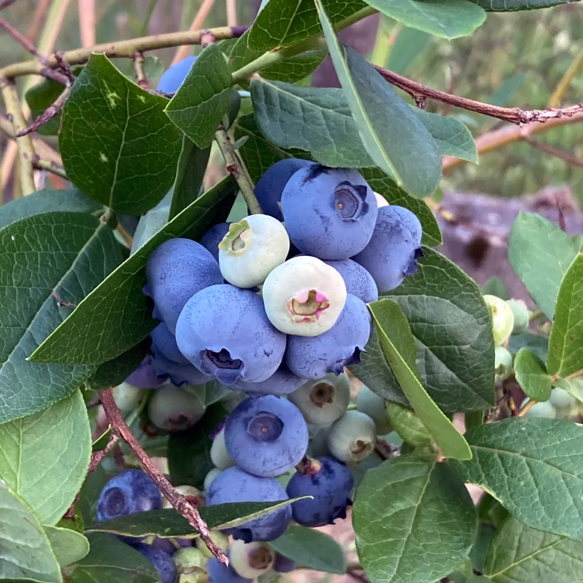 Kulturheidelbeere (Vaccinium corymbosum) Samen