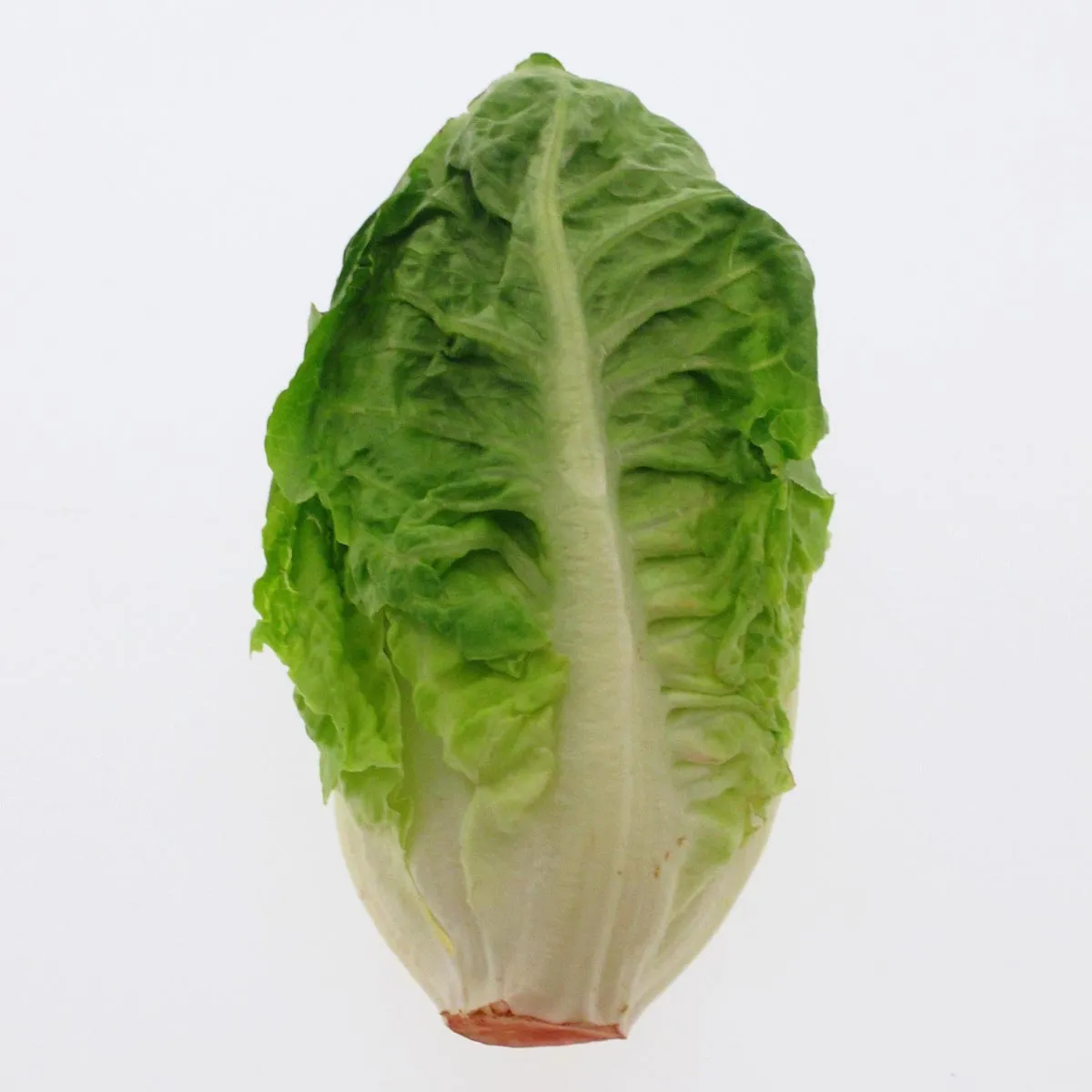 Romana-Salat Salatherzen 'Little Gem' (Lactuca sativa) Samen