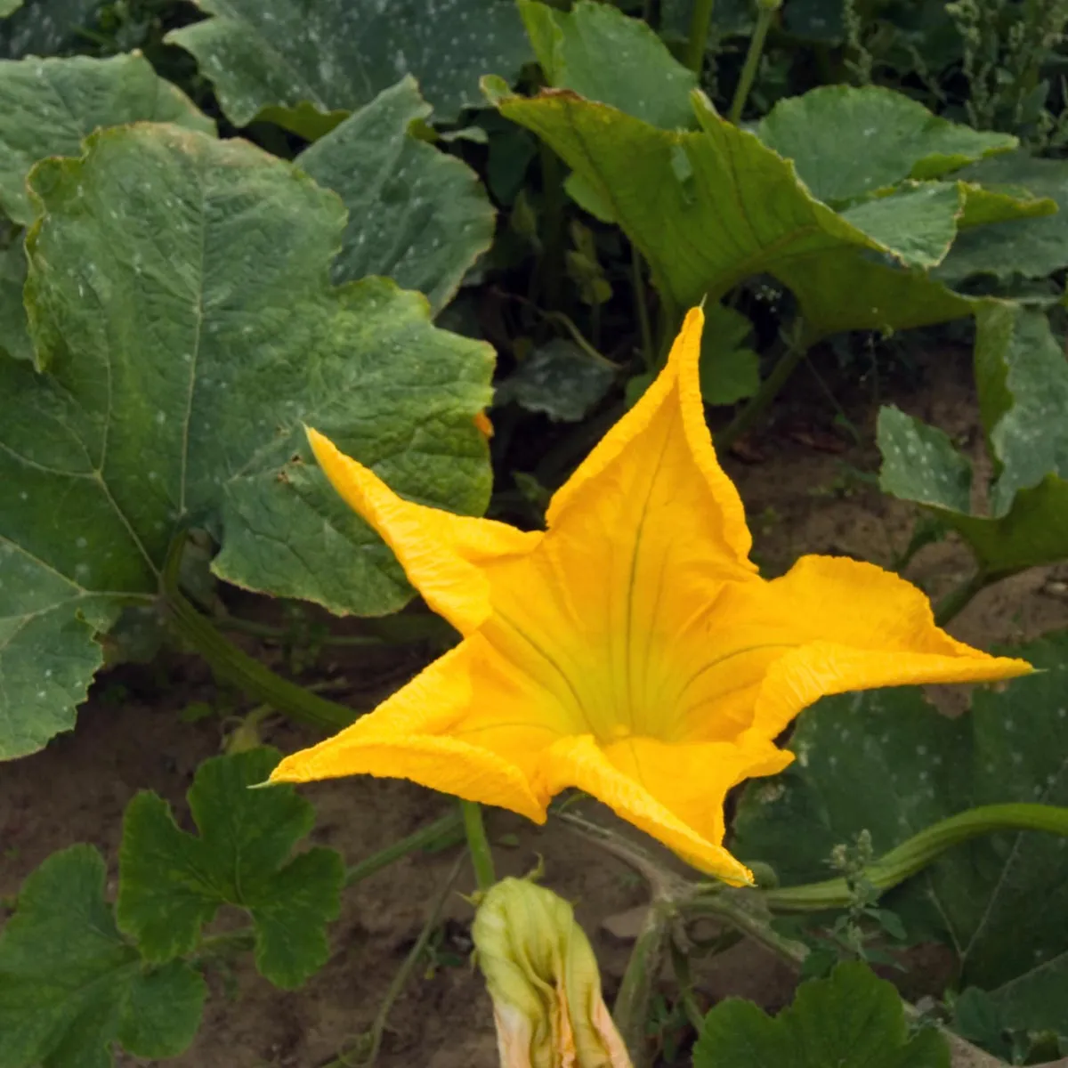 Kürbis 'Langer von Neapel' (Cucurbita moschata) Bio Saatgut
