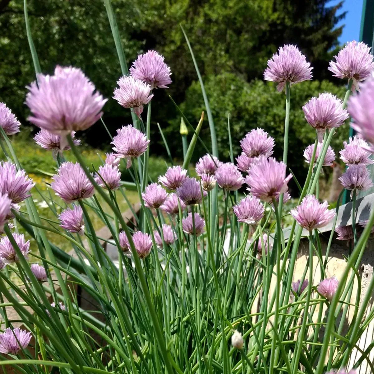 Schnittlauch 'Gonzales' (Allium schoenoprasum) Bio Saatgut