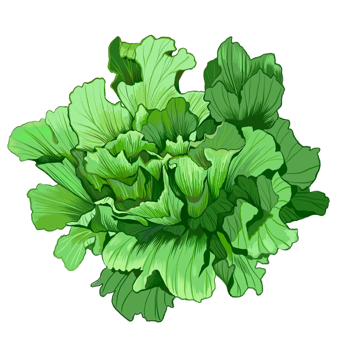 Endivien Salat 'Grüner Escariol' (Cichorium endivia) Samen