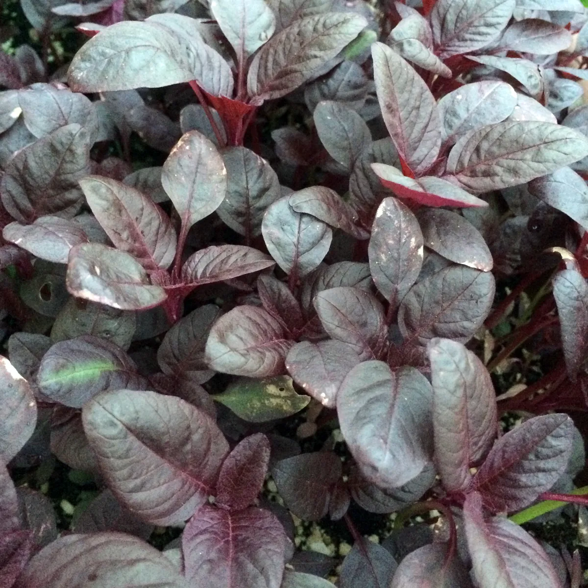 Roter Meier (Amaranthus lividus) Samen