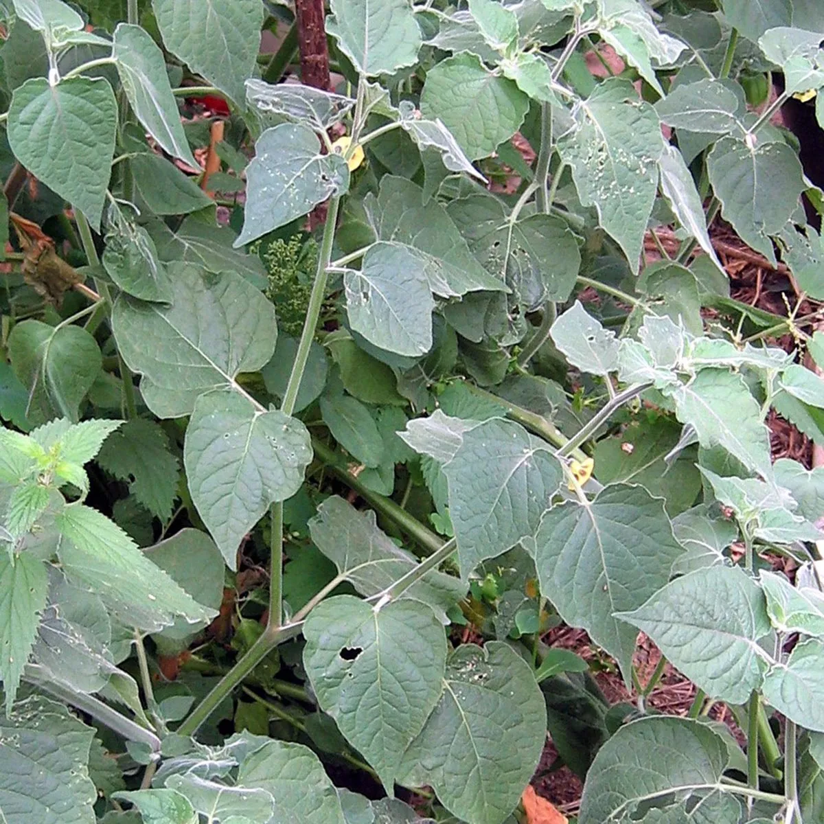Andenbeere / Kapstachelbeere (Physalis peruviana) Samen
