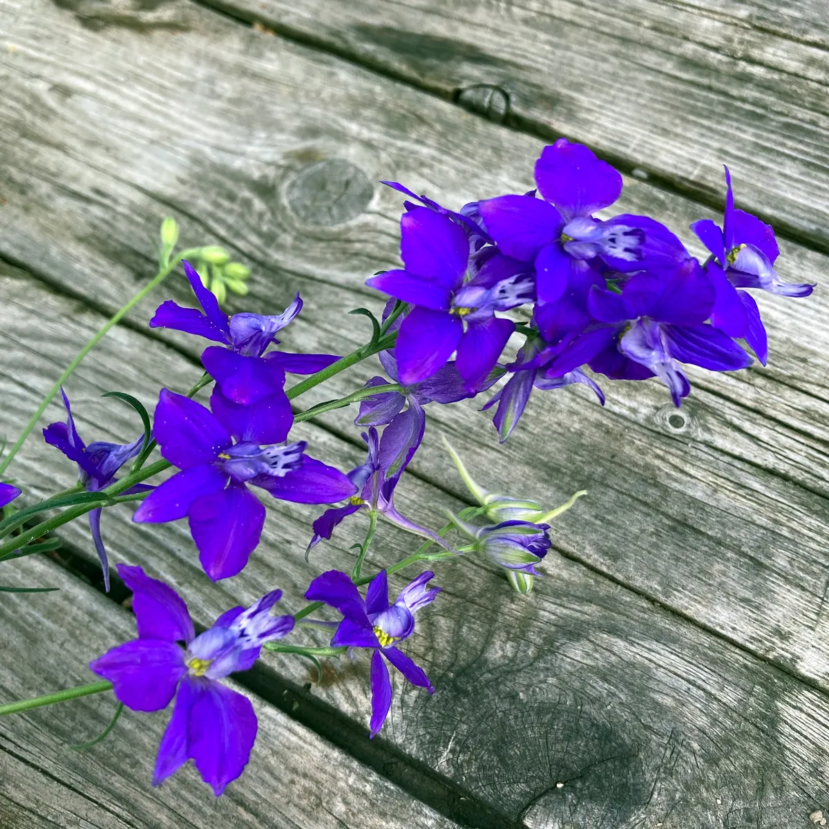 Dunkelblauer Feldrittersporn 'Blue Spire' (Consolida ajacis) Samen
