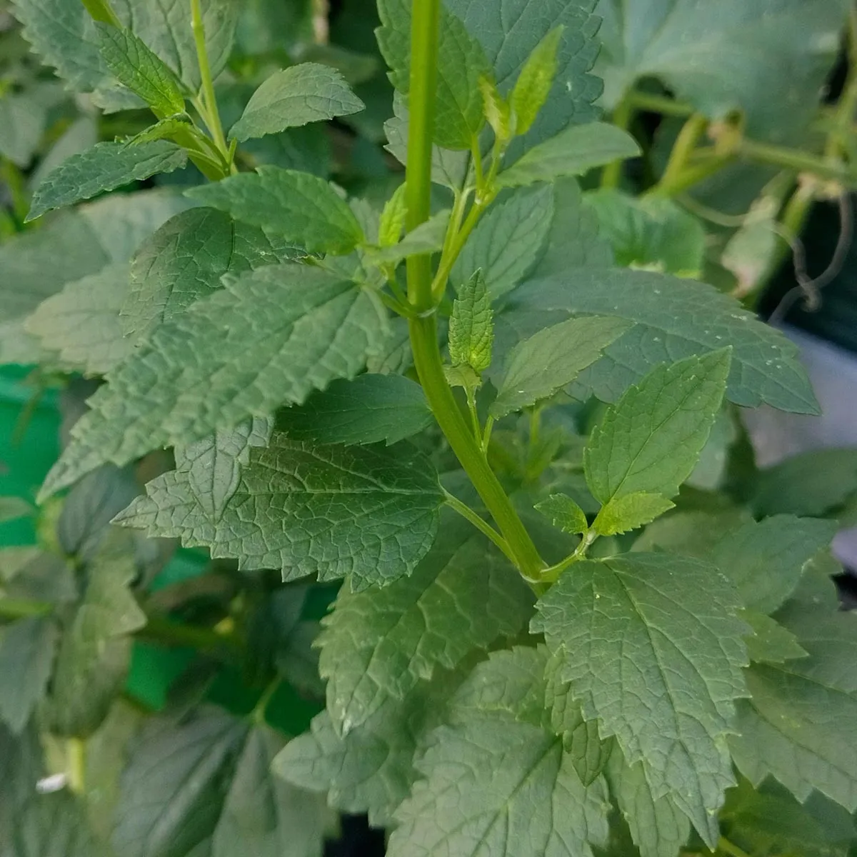 Anisysop / Anis-Duftnessel (Agastache foeniculum) Samen