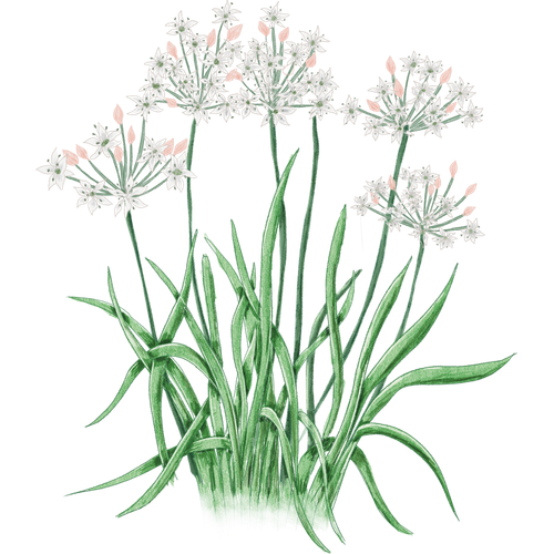 Knoblauch-Arten