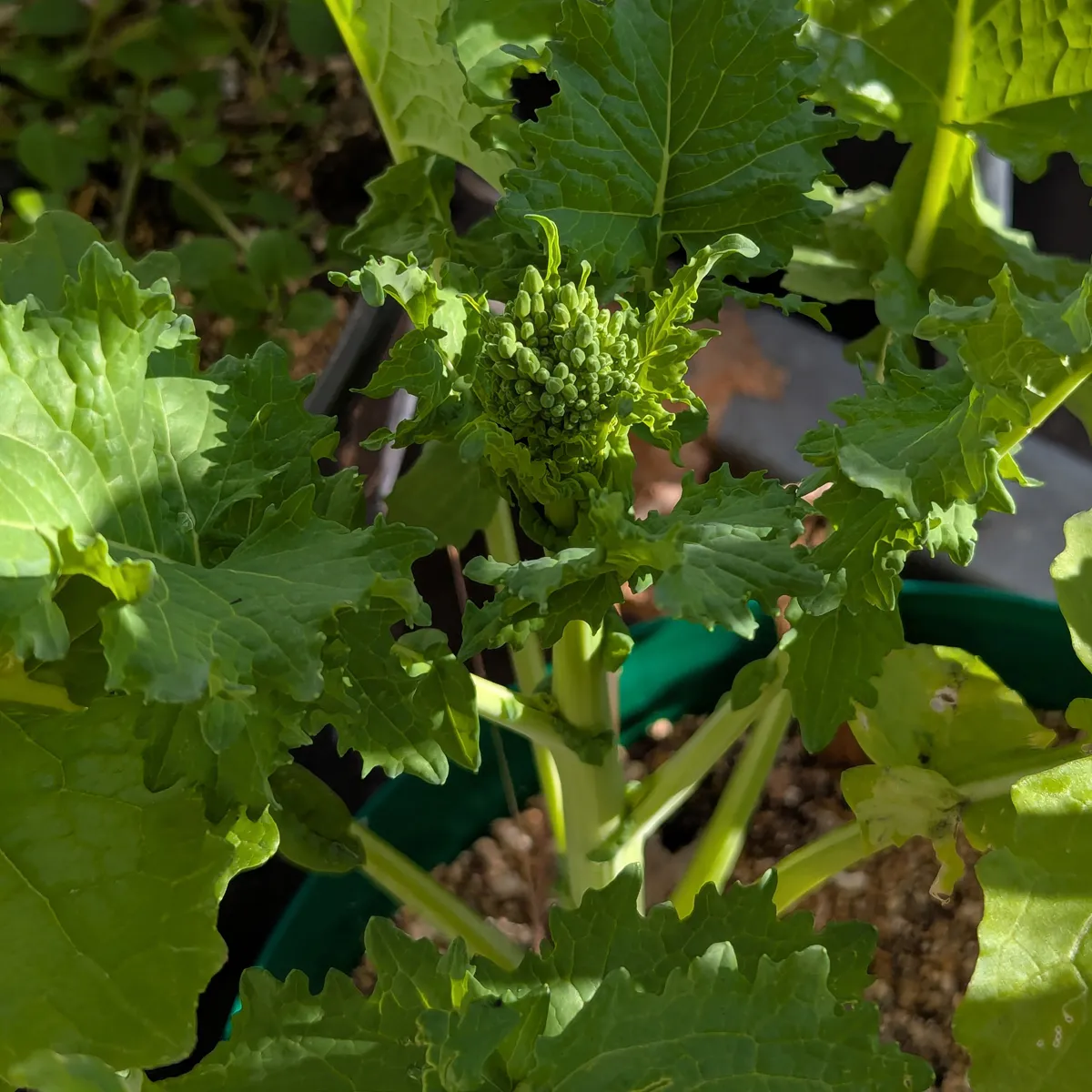 Stängelkohl / Cime di Rapa (Brassica rapa) Samen