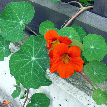 Kapuzinerkresse (Tropaeolum majus) mit orangen Blüten und runden Blättern