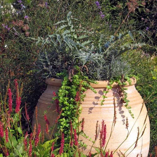 Große Terrakotta-Amphore mit silbrigen Kräutern und Hängepflanzen in einem blühenden Beet
