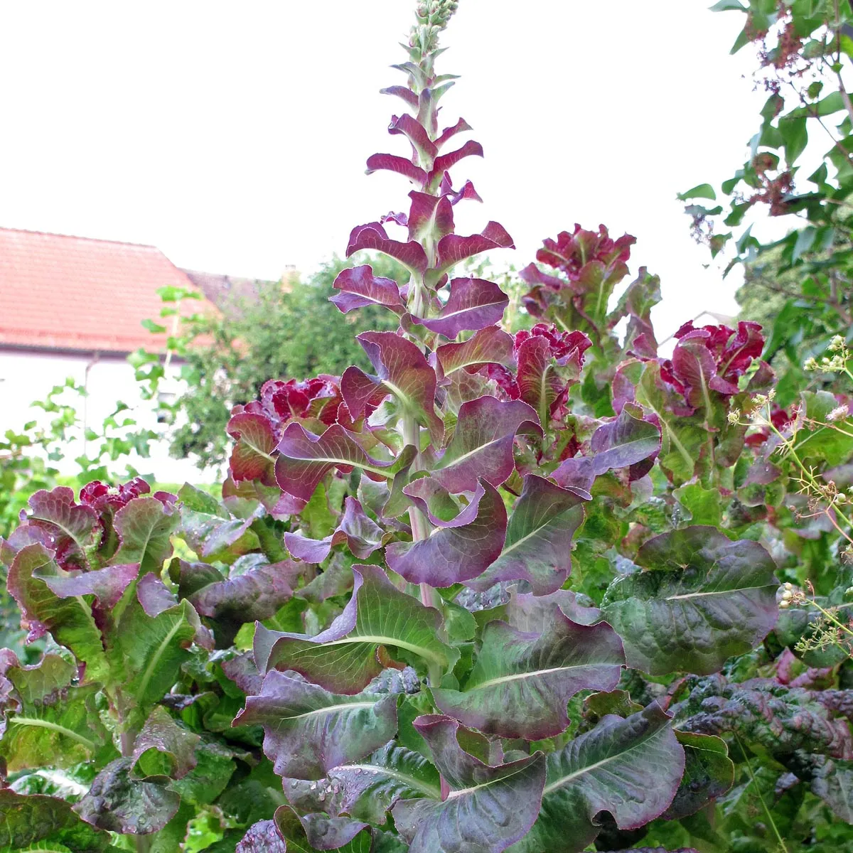 Pflücksalat 'Red Salad Bowl' (Lactuca sativa) Bio Saatgut