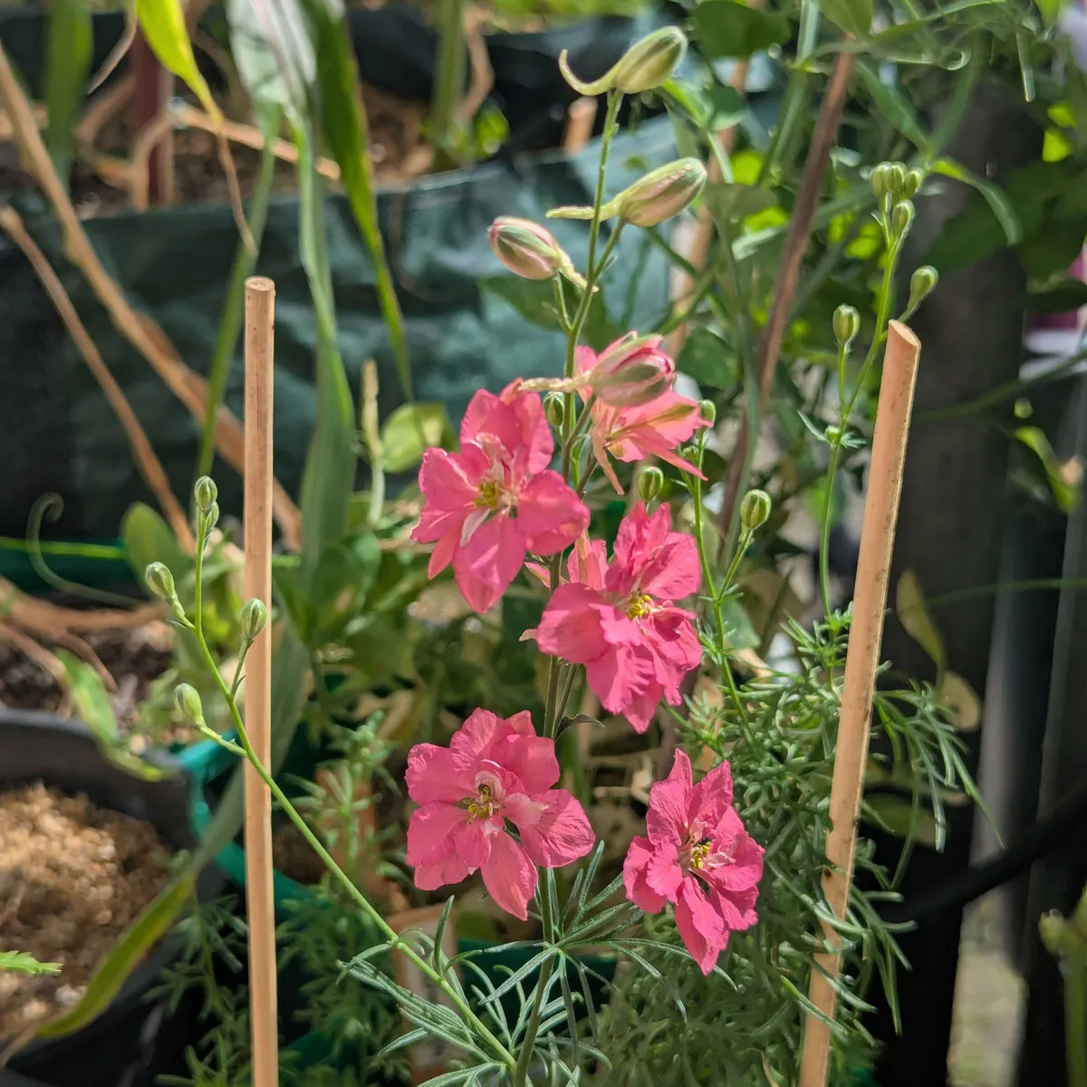 Lachsrosa Feldrittersporn 'Salmon Beauty' (Consolida ajacis) Samen