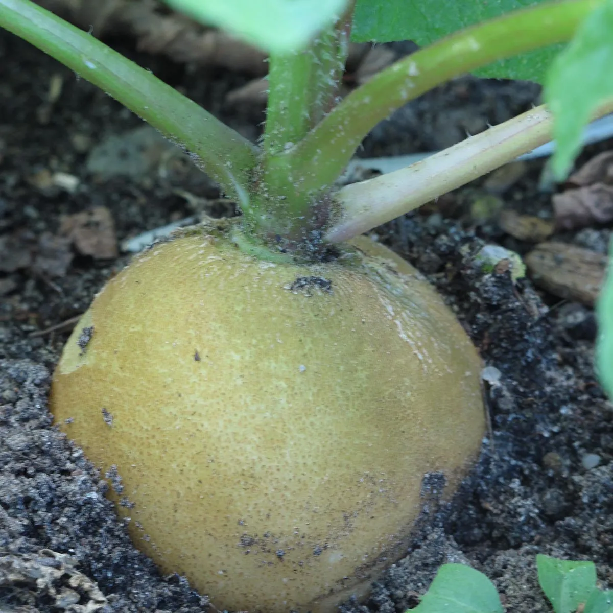 Rettich 'Runder schwarzer Winter' (Raphanus sativus L. var. niger) Bio Saatgut