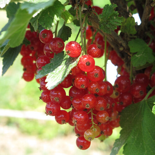 Reife rote Johannisbeeren in Trauben am Strauch