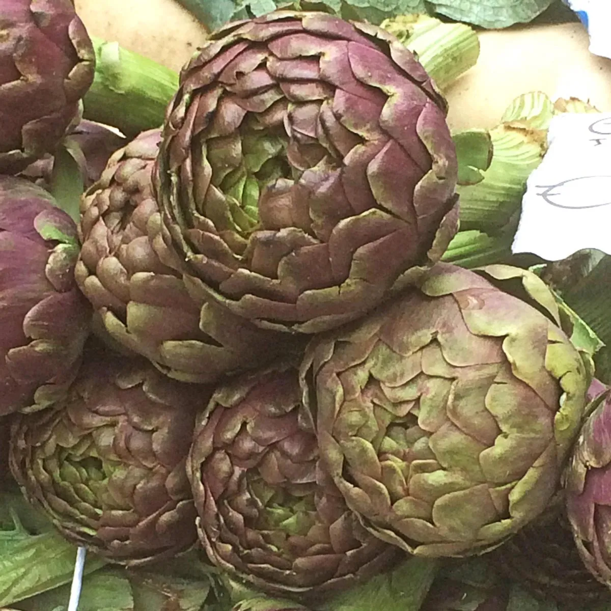 Violette Artischocke 'Violetto di Chioggia' (Cynara scolymus) Samen