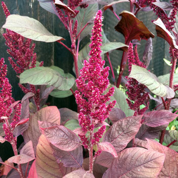 Amaranth mit aufrechten roten Blütenrispen und rotbraunen Blättern