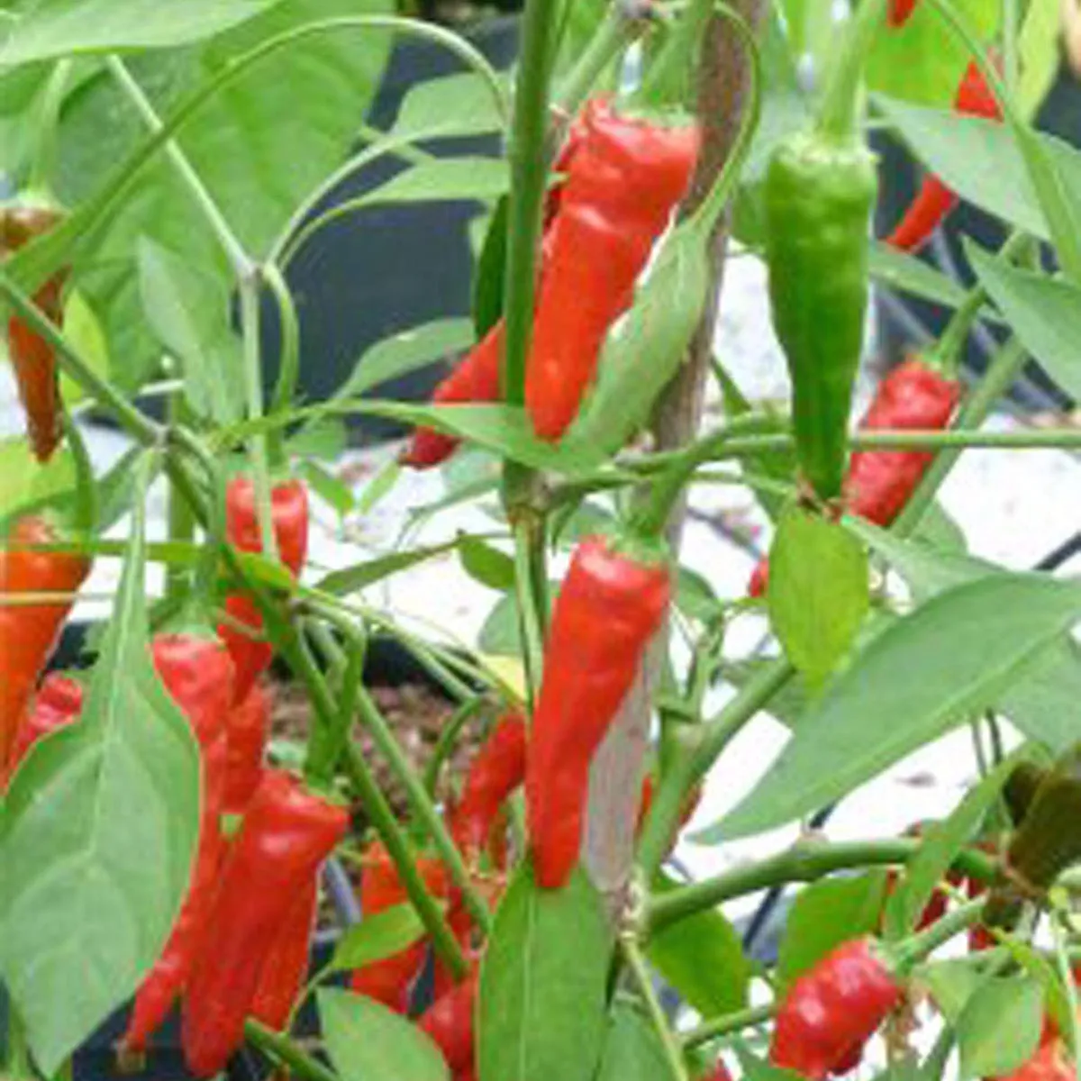 Chili 'Mazaroni' (Capsicum annuum) Samen