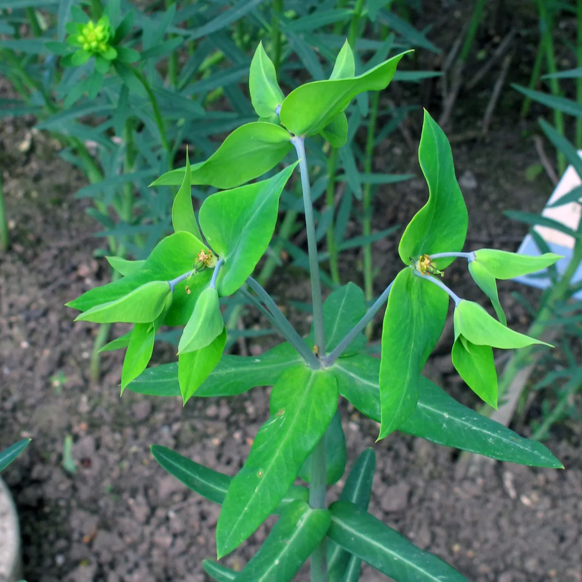 Kreuzblättrige Wolfsmilch (Euphorbia lathyris) Bio Saatgut