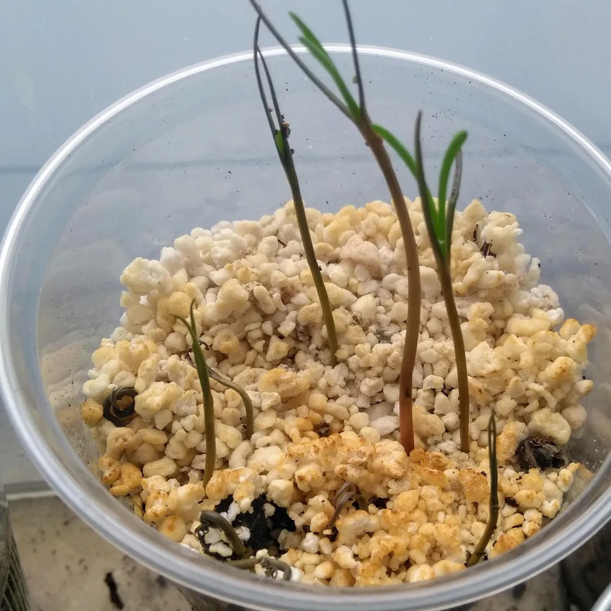 Agretti / Mönchsbart (Salsola soda) Samen