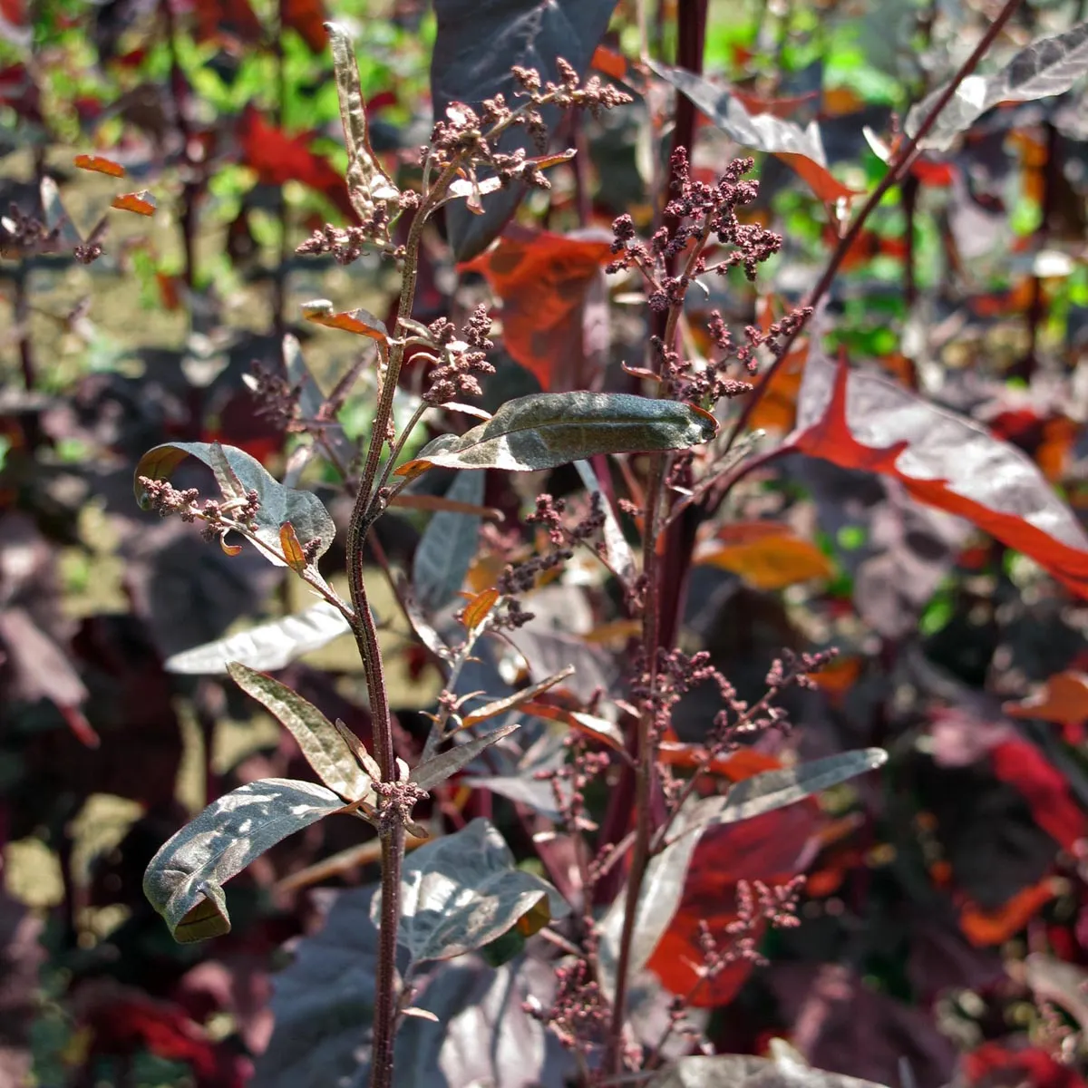 Rote Gartenmelde (Atriplex hortensis) Bio Saatgut