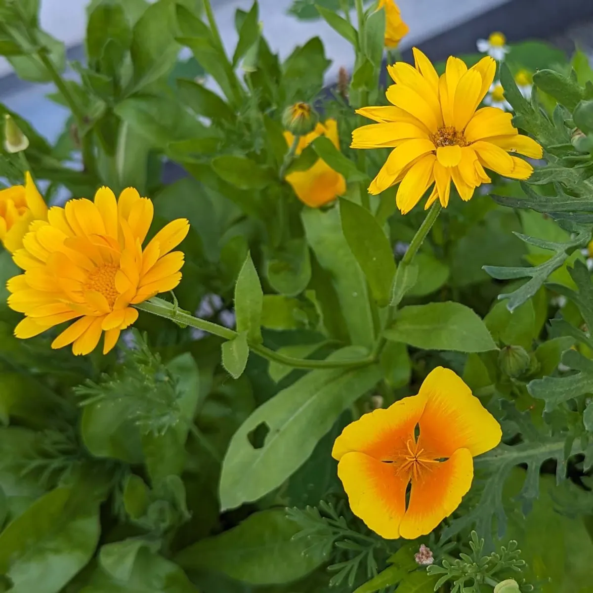 Sommerblumen in Gelb (diverse Arten & Sorten) Saatgutmix