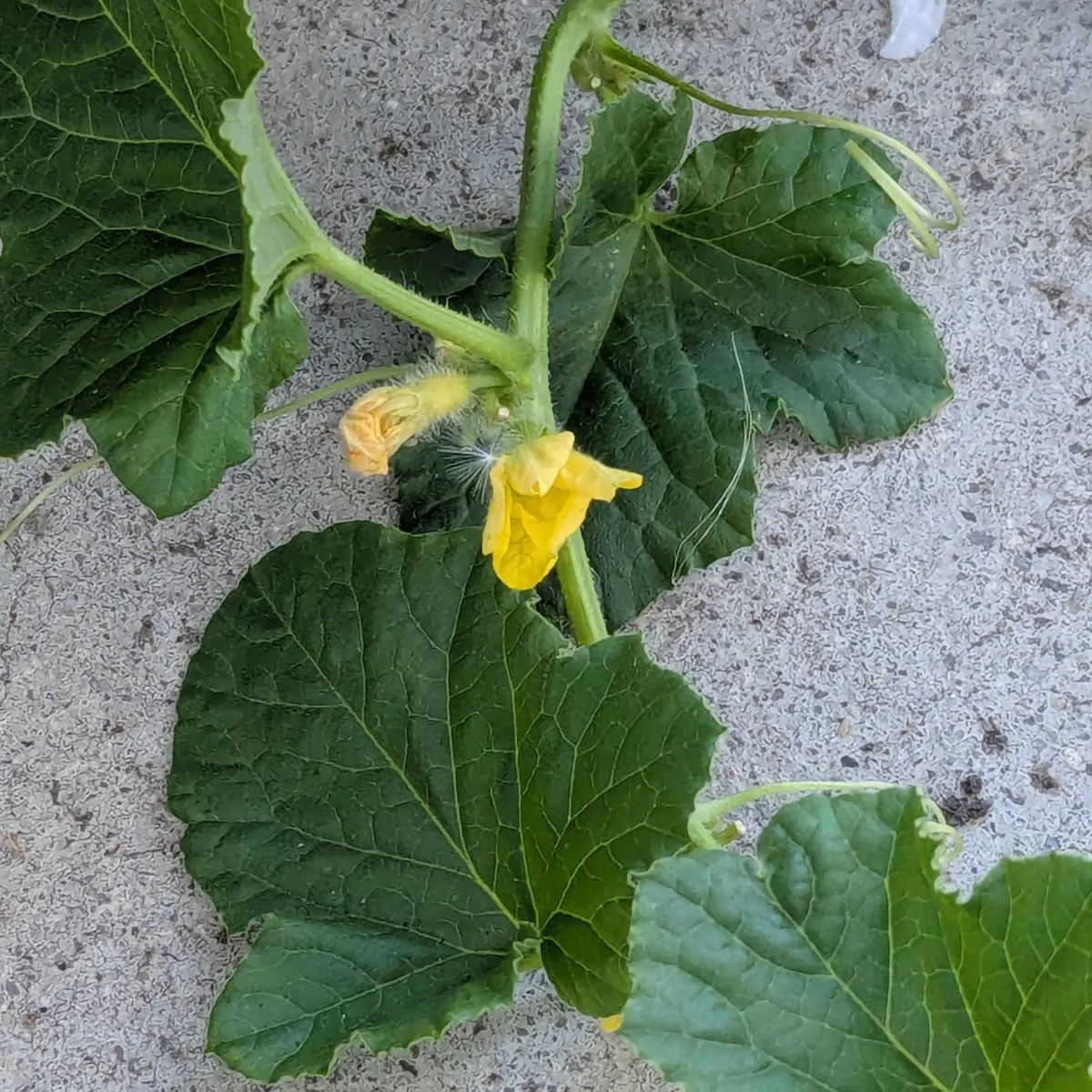 Netzmelone 'Petit gris de Rennes' (Cucumis melo) Bio-Saatgut
