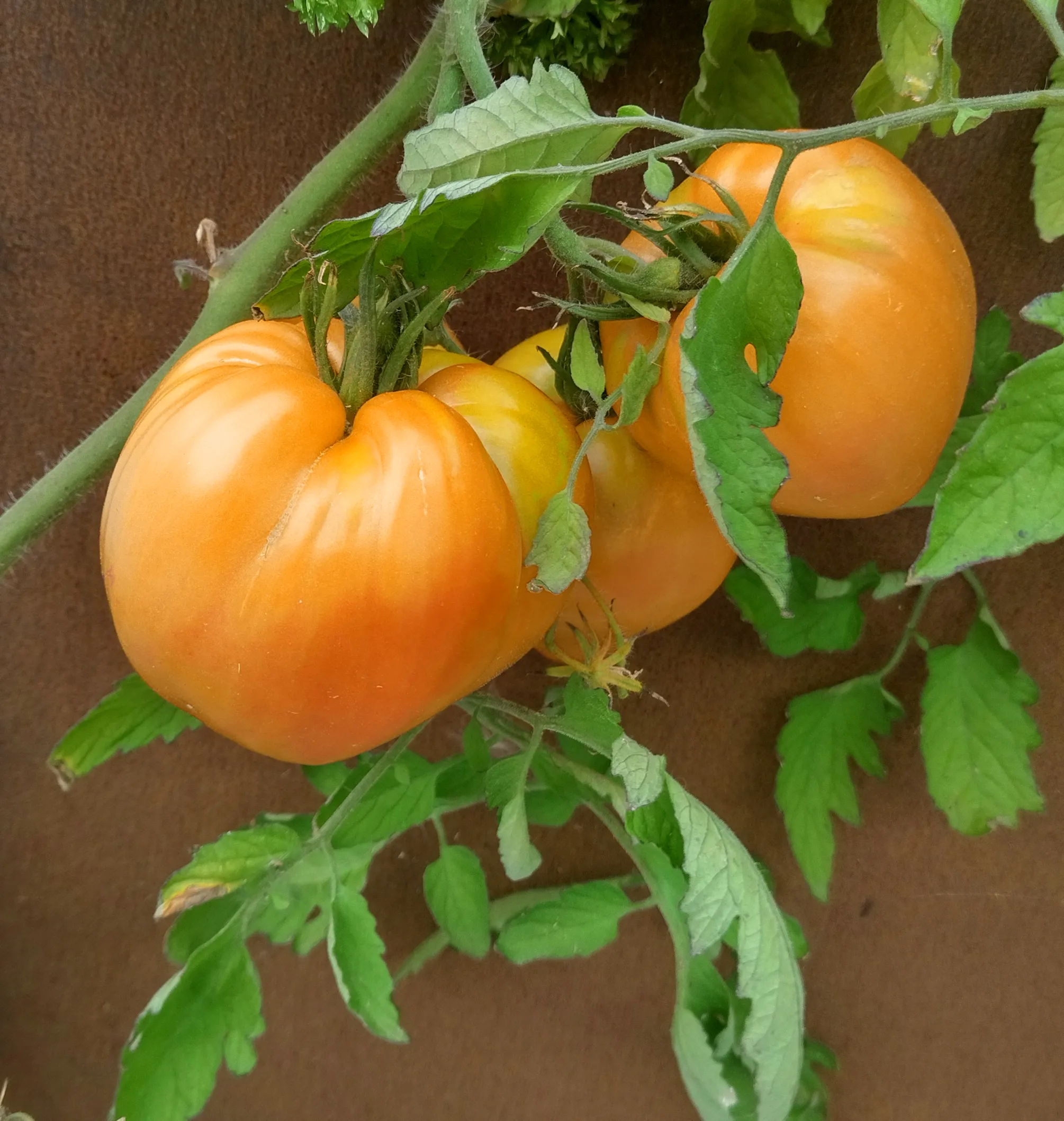 Turkmenische Fleischtomate 'Herz von Aschgabat' / 'Serdtse Ashkhabada' (Solanum lycopersicum) Samen