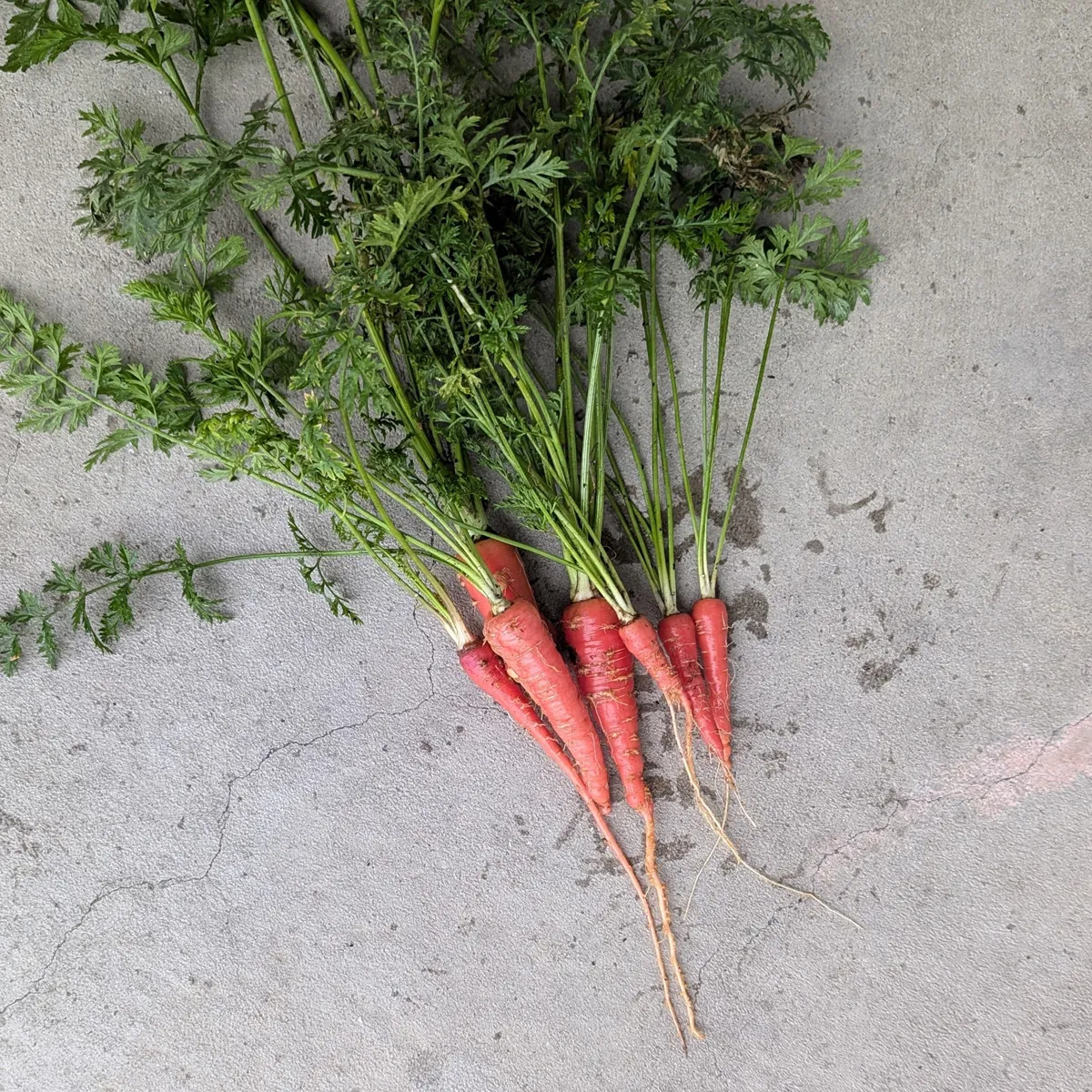 Japanische Kintoki Möhre (Daucus carota) Samen