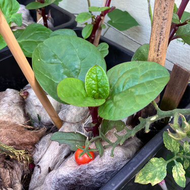 Pflanzkasten mit Schafwolle als Mulchschicht um Jungpflanzen, vorne eine reife Kirschtomate