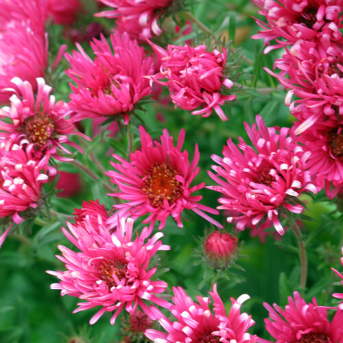 Blühende Herbstastern (Aster) mit leuchtend pinkfarbenen Blüten