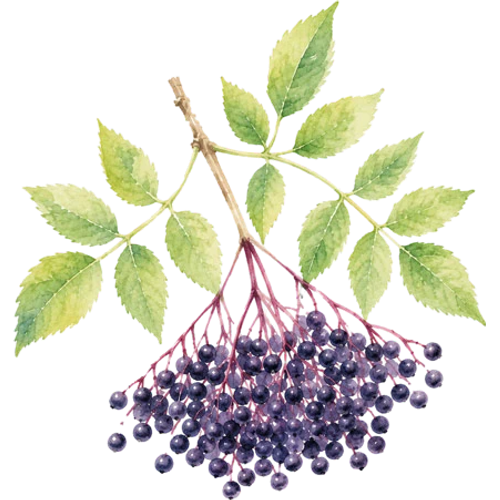 Obstgehölze