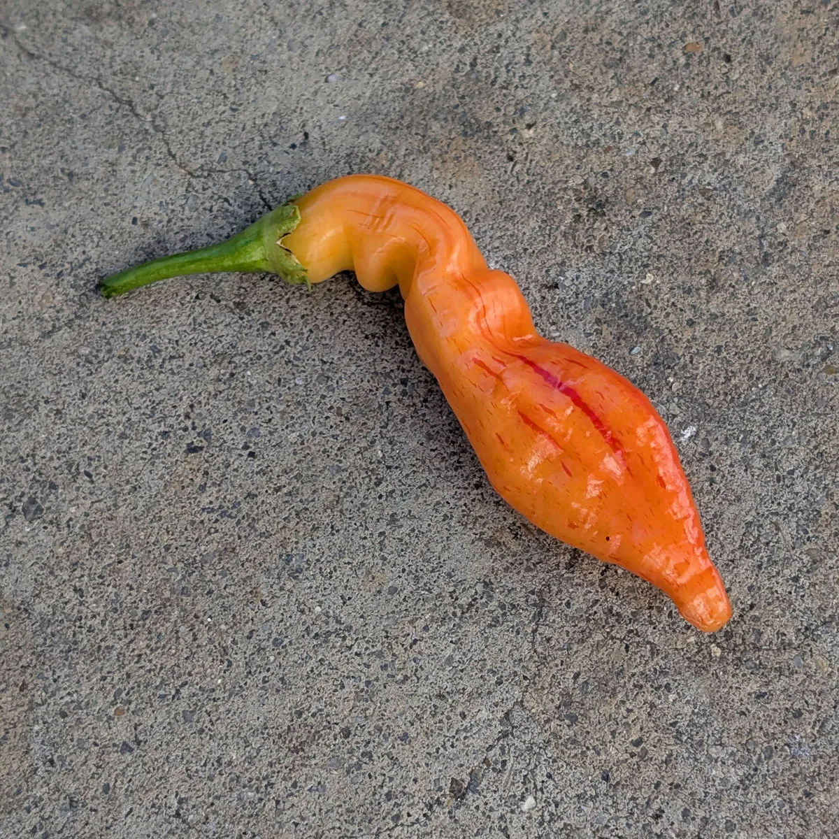 Chili 'Sugar Rush Peach Stripey' (Capsicum baccatum) Samen