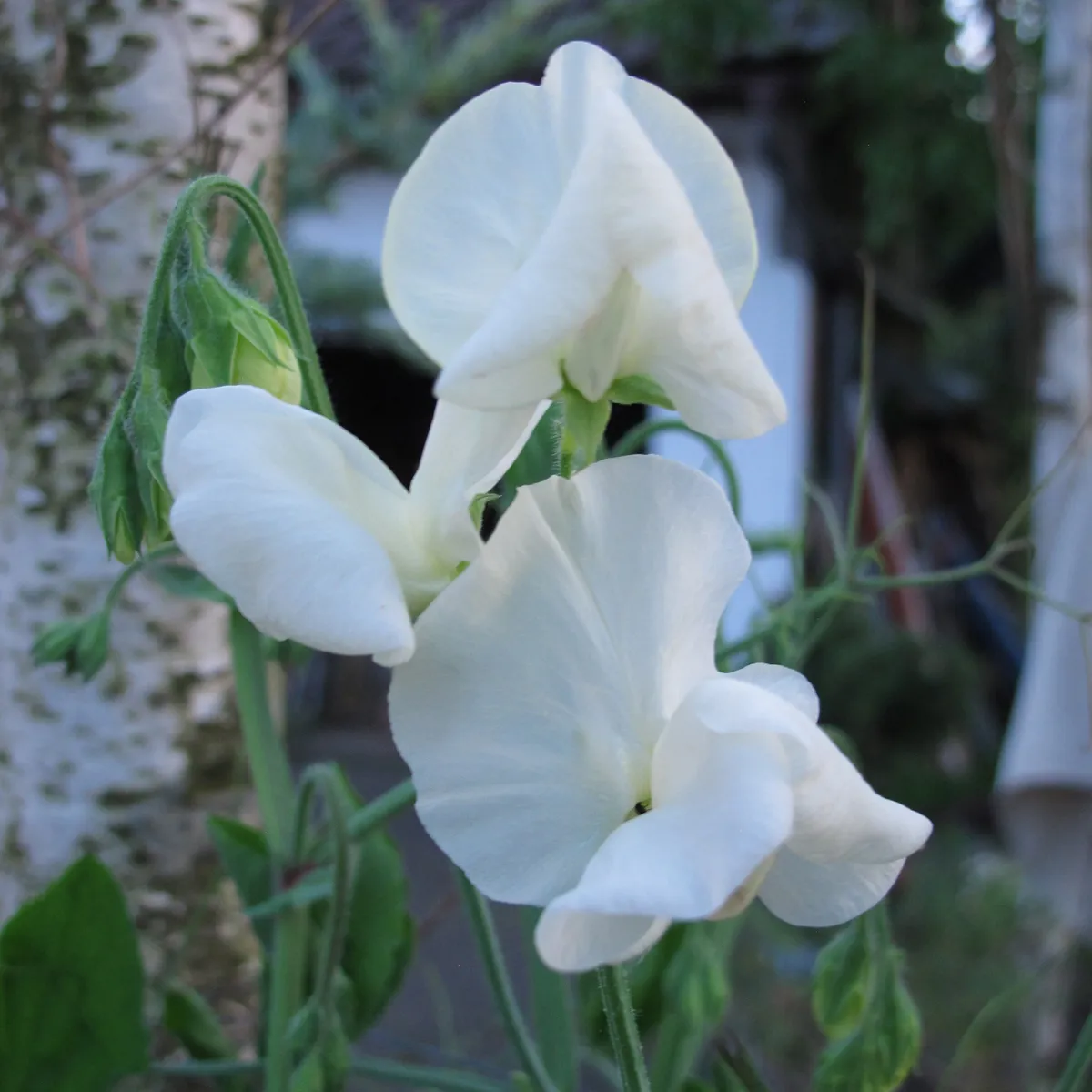 Weiße Duftwicke 'Ice Cream' (Lathyrus odoratus) Samen