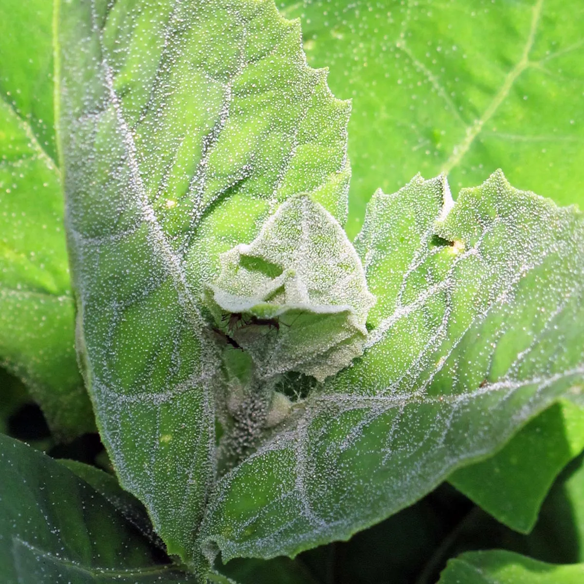 Grüne Gartenmelde (Atriplex hortensis) Samen