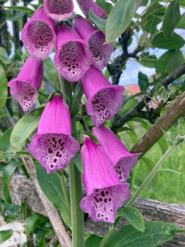 Roter Fingerhut (Digitalis purpurea) mit purpurrosa, innen gefleckten Glockenblüten