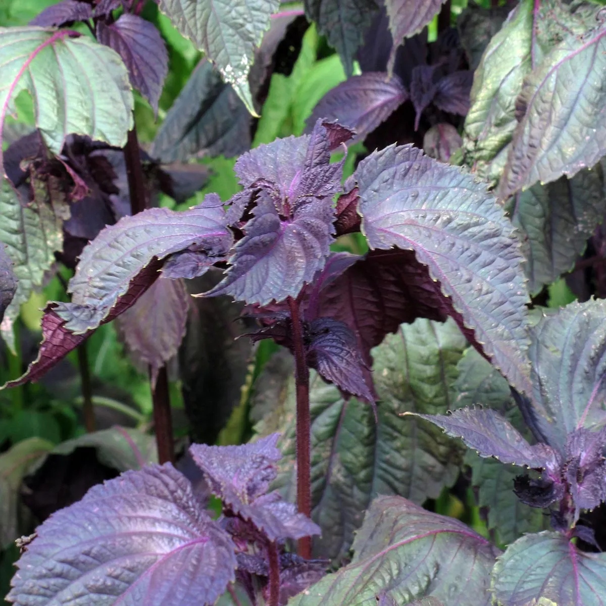 Roter Shiso (Perilla frutescens var. purpurascens) Samen