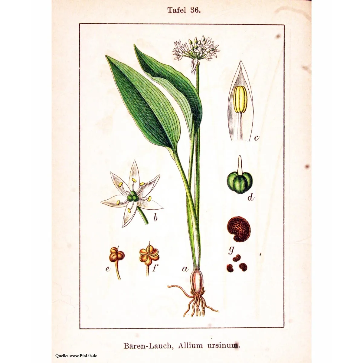 Bärlauch / Wilder Lauch (Allium ursinum) Samen