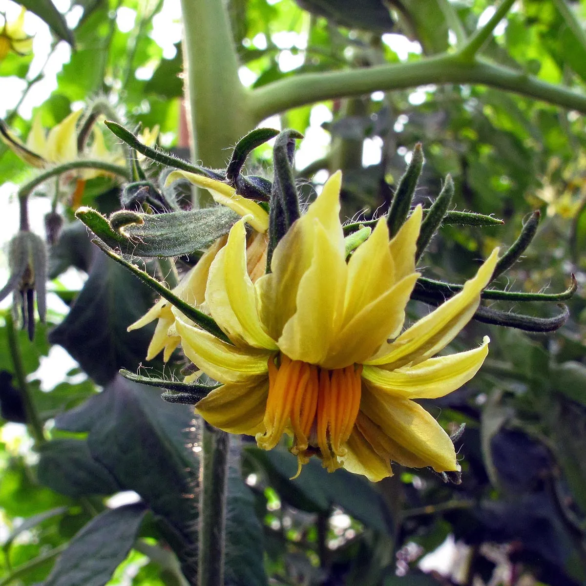 Fleischtomate 'Persimmon' (Solanum lycopersicum) Samen