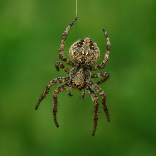 Spinne mit braun gemustertem Körper, die an einem Seidenfaden hängt