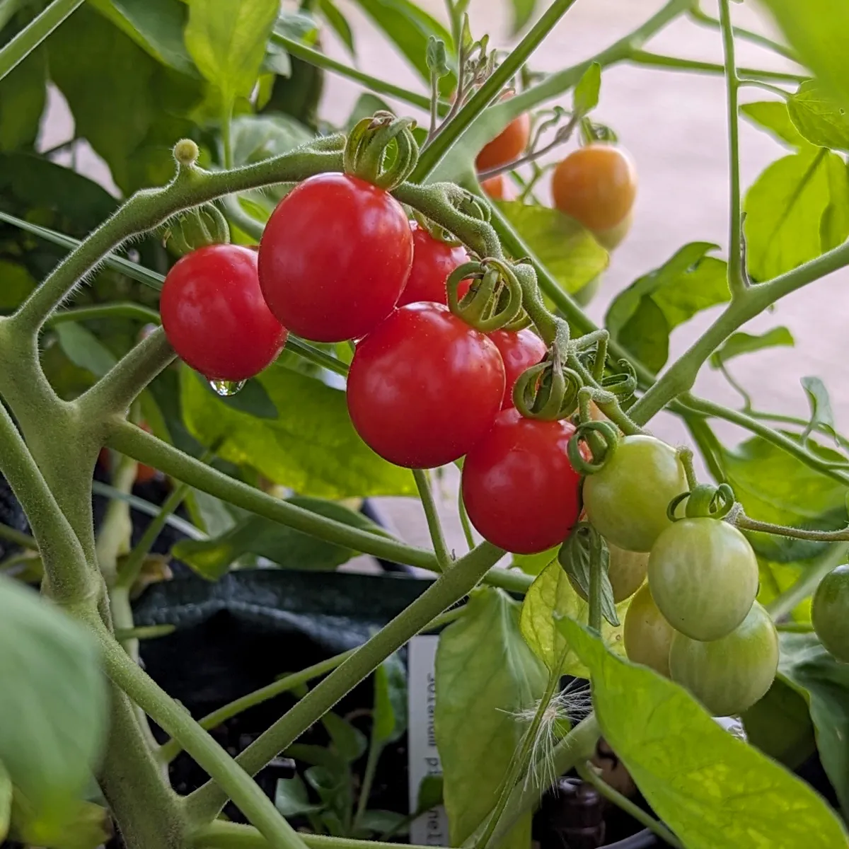 Wildtomate 'ABC Potato Leaf' (Solanum lycopersicum) Samen