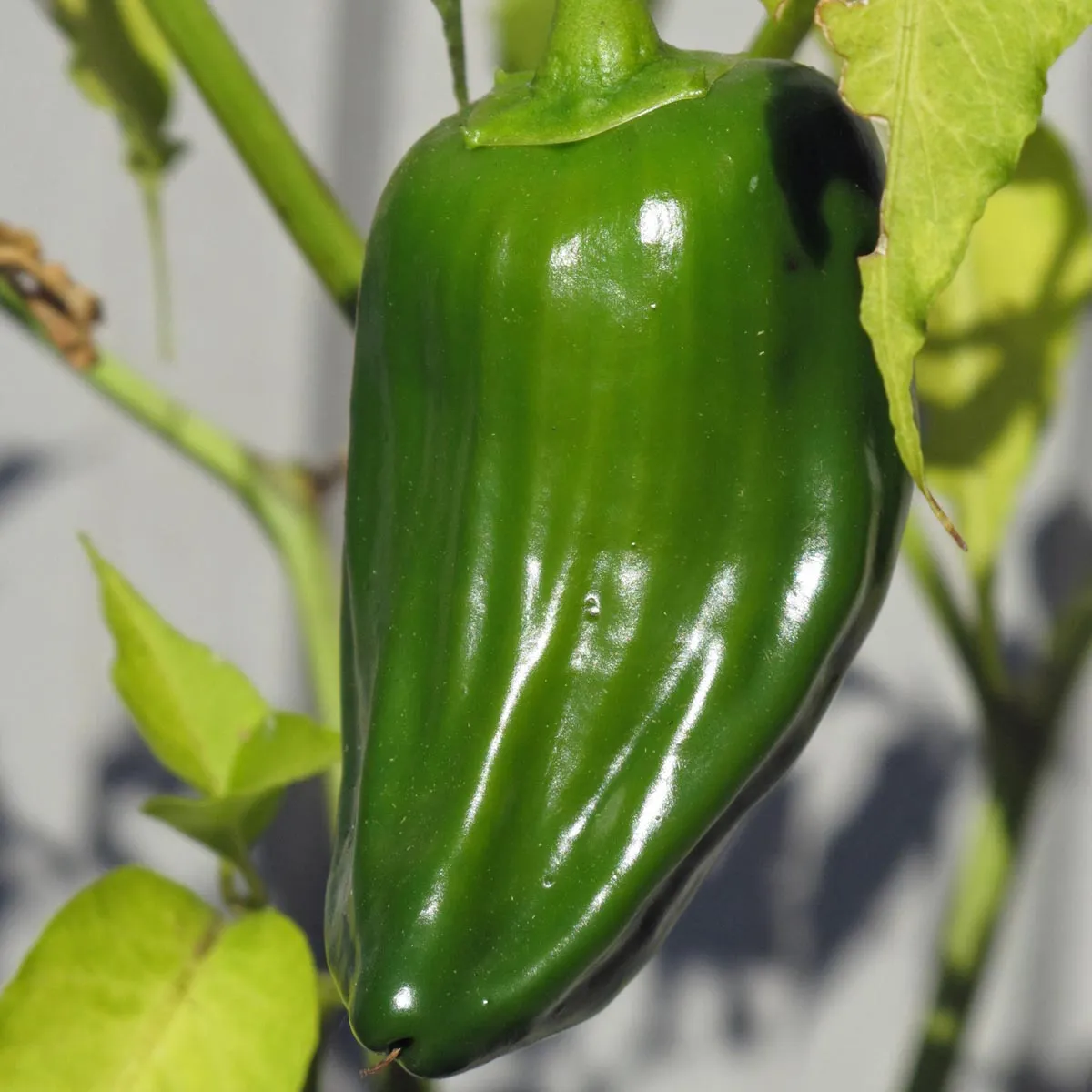 Chili 'Habanero' (Capsicum chinense) Samen