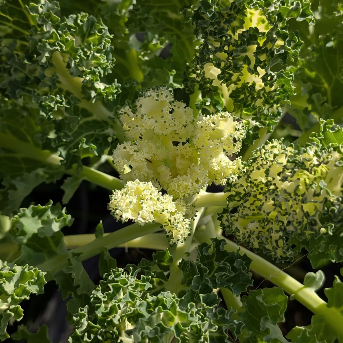 Federkohl 'Emerald Ice' (Brassica oleracea convar. acephala var. sabellica) Samen