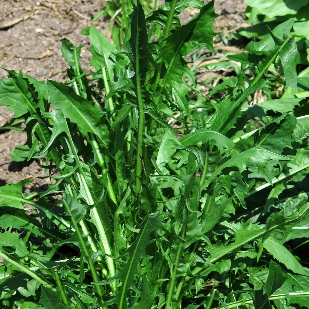 Löwenzahn-Salat 'Catalogna foglie frastagliate' (Cichorium intybus var. foliosum) Bio Saatgut