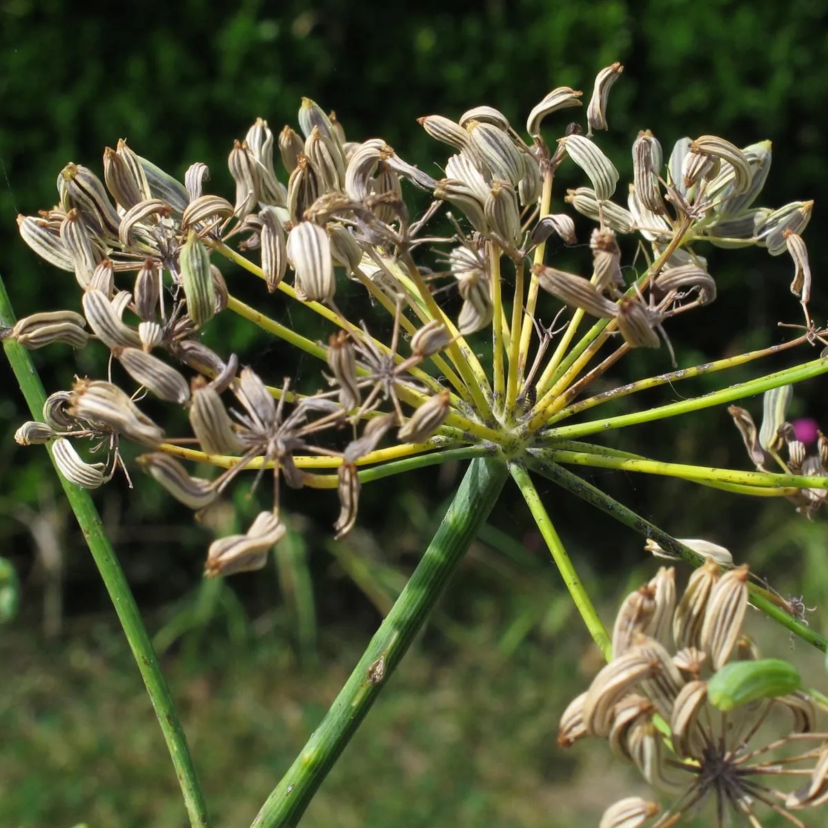 Grüner Gewürzfenchel 'Dulce' (Foeniculum vulgare) Samen